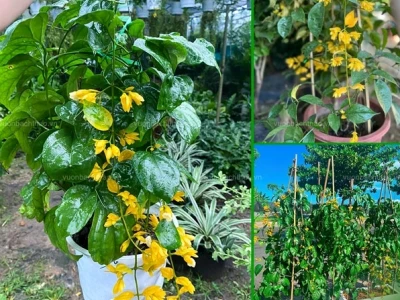 Khám phá Lan Hoàng Dương: Đặc điểm, ý nghĩa và cách chăm sóc hiệu quả