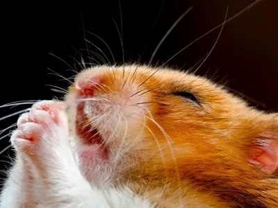 Khám Phá Thế Giới Hamster Meme Đáng Yêu Nhất Năm 2026
