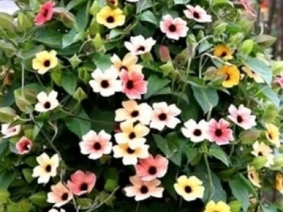 Khám Phá Thế Giới Hoa Ánh Dương Đa Sắc: Ý Nghĩa, Cách Trồng và Chăm Sóc