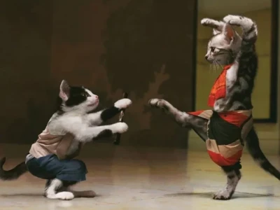 Khám phá thế giới meme mèo đấm nhau siêu hài hước