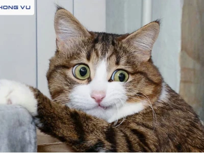 Khám Phá Thế Giới Meme Mèo Nham Hiểm Đầy Biểu Cảm