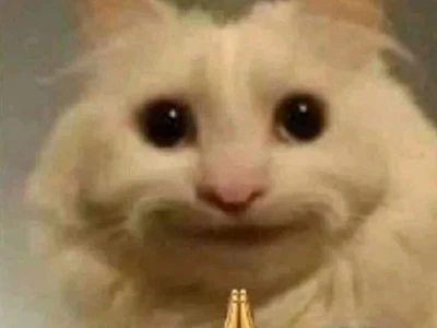 Khám phá thế giới meme mèo vui nhộn và hài hước nhất