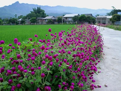 Khám phá vẻ đẹp cây hoa màu tím cho không gian thêm ấn tượng