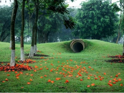 Khám Phá Vẻ Đẹp Cây Phượng Hoàng Lửa: Ý Nghĩa, Cách Trồng và Chăm Sóc