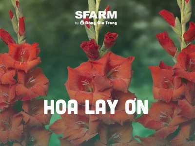 Khám phá vẻ đẹp hoa lay ơn ý nghĩa và cách cắm đơn giản tại nhà