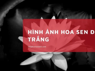 Khám phá vẻ đẹp huyền bí của hoa sen trắng trên nền đen
