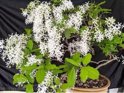 Khám phá vẻ đẹp tinh khôi của hoa mai trắng