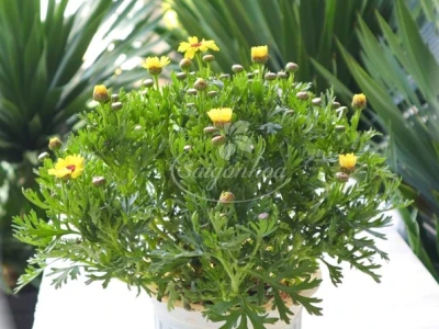 Khám phá vẻ đẹp và ý nghĩa của hoa cúc họa mi vàng