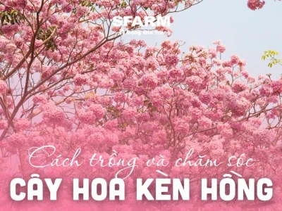 Khám phá vẻ đẹp và ý nghĩa của hoa loa kèn hồng
