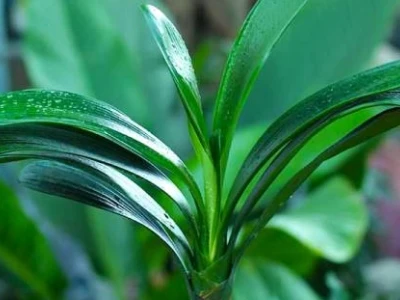 Lan Quân Tử: Ý Nghĩa, Cách Trồng và Chăm Sóc Toàn Diện
