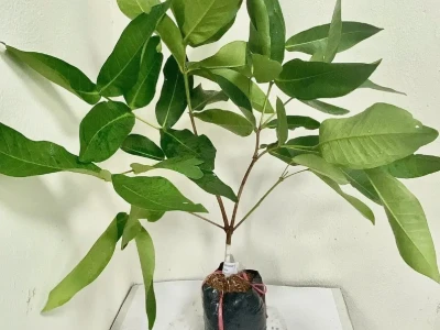 Mận Tam Hoa: Khám phá hương vị độc đáo và lợi ích sức khỏe
