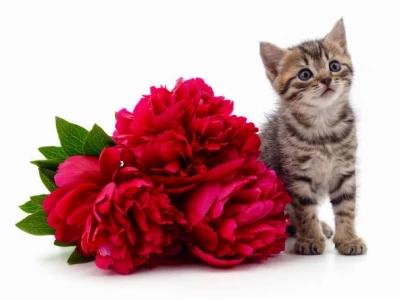 Mê mẩn với 100+ ảnh meme mèo tặng hoa siêu cute