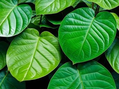 Ngứa âm đạo sau quan hệ: Nguyên nhân và cách xử lý hiệu quả