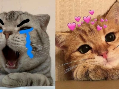 Thế giới meme mèo ôm nhau: Biểu cảm hài hước và những khoảnh khắc đáng yêu