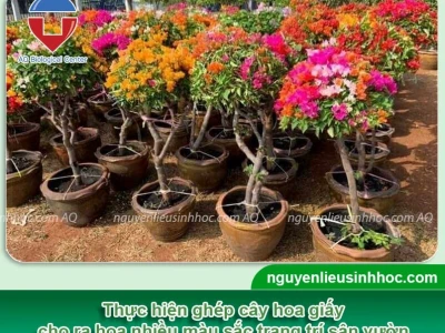 Thời điểm ghép hoa giấy tốt nhất cho cây cảnh rực rỡ