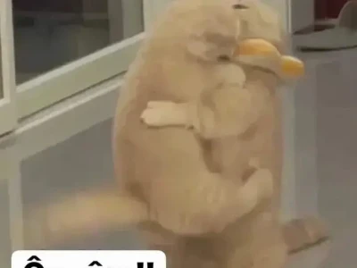Tổng hợp những meme mèo tình yêu hài hước và đáng yêu nhất 2026
