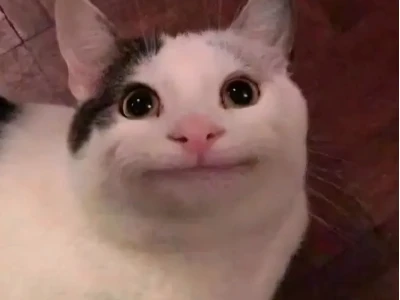 Tuyển Tập Ảnh Meme Mèo Bựa Làm Avatar Độc Đáo Cho Năm 2026